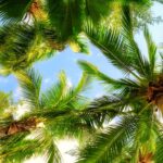 palm trees