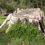 stump