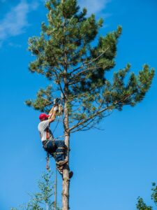 tree worker