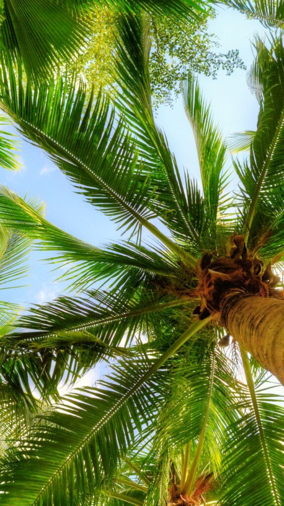 palm tree